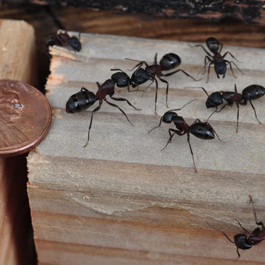 Carpenter Ants