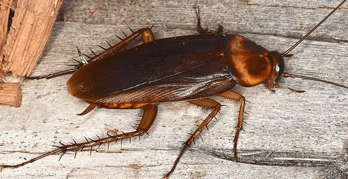 Cockroaches