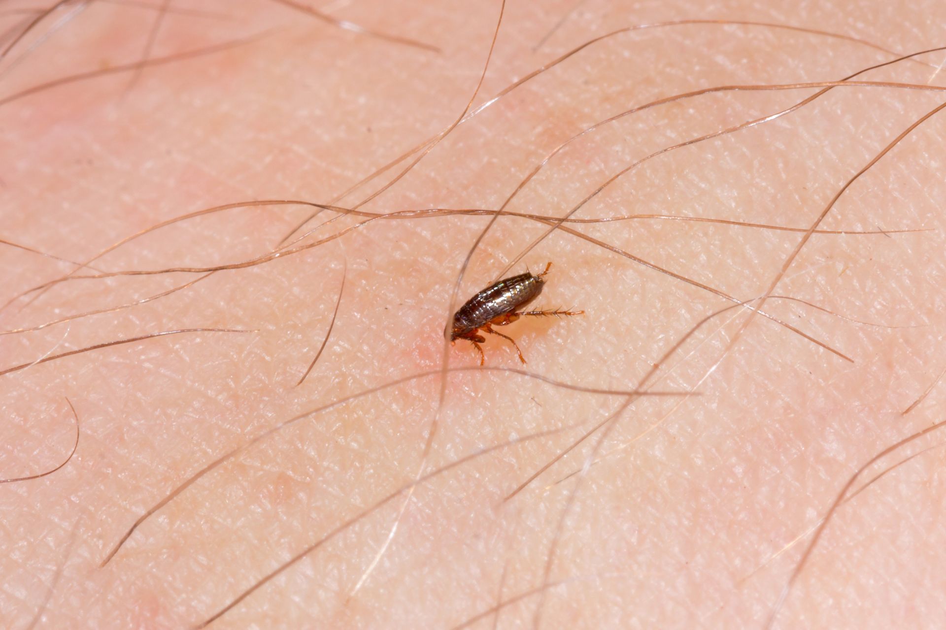 Fleas