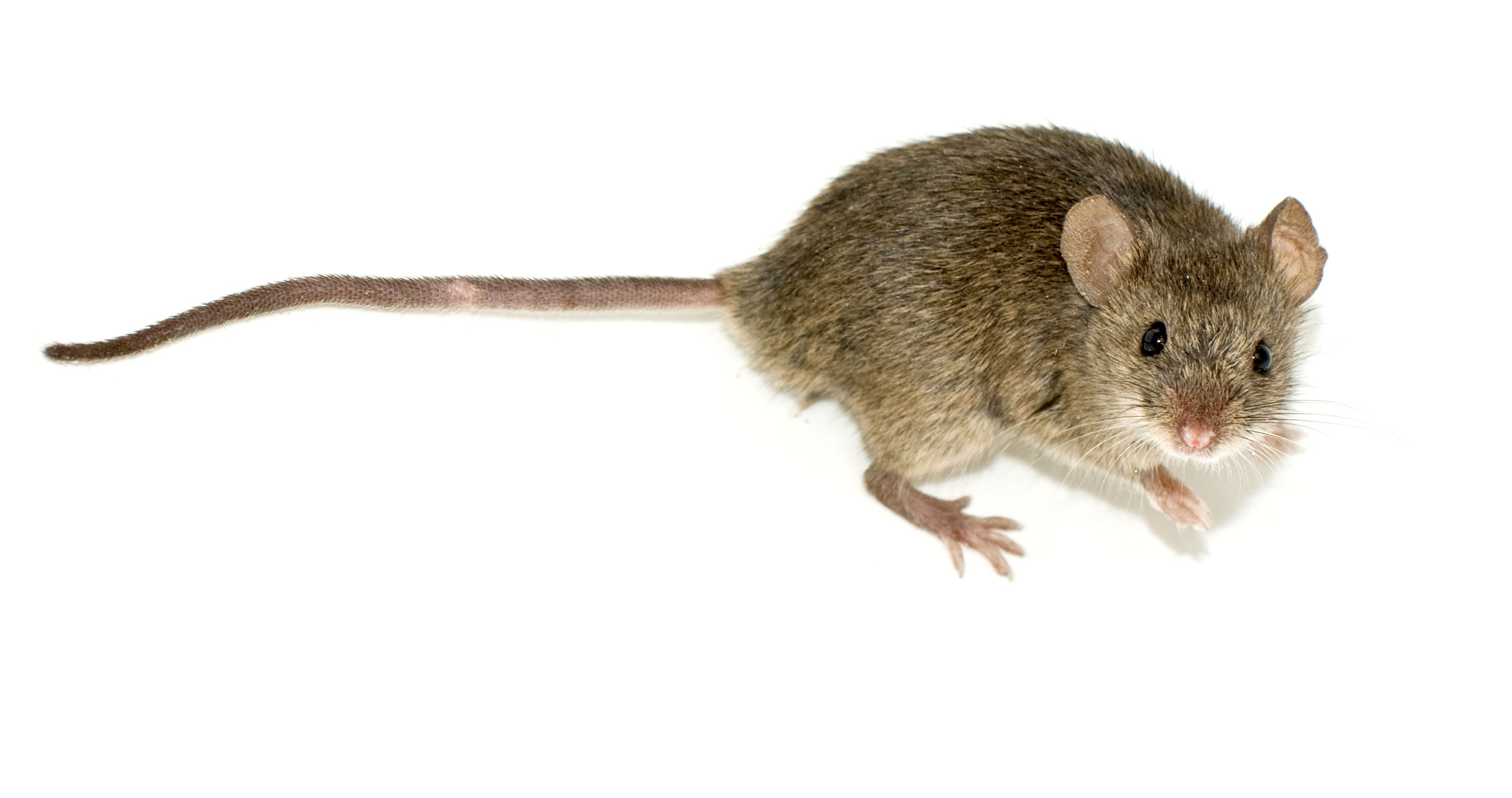 Mice