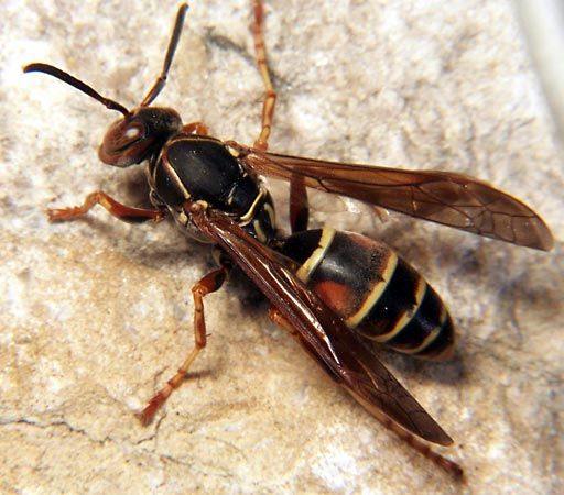 Wasps